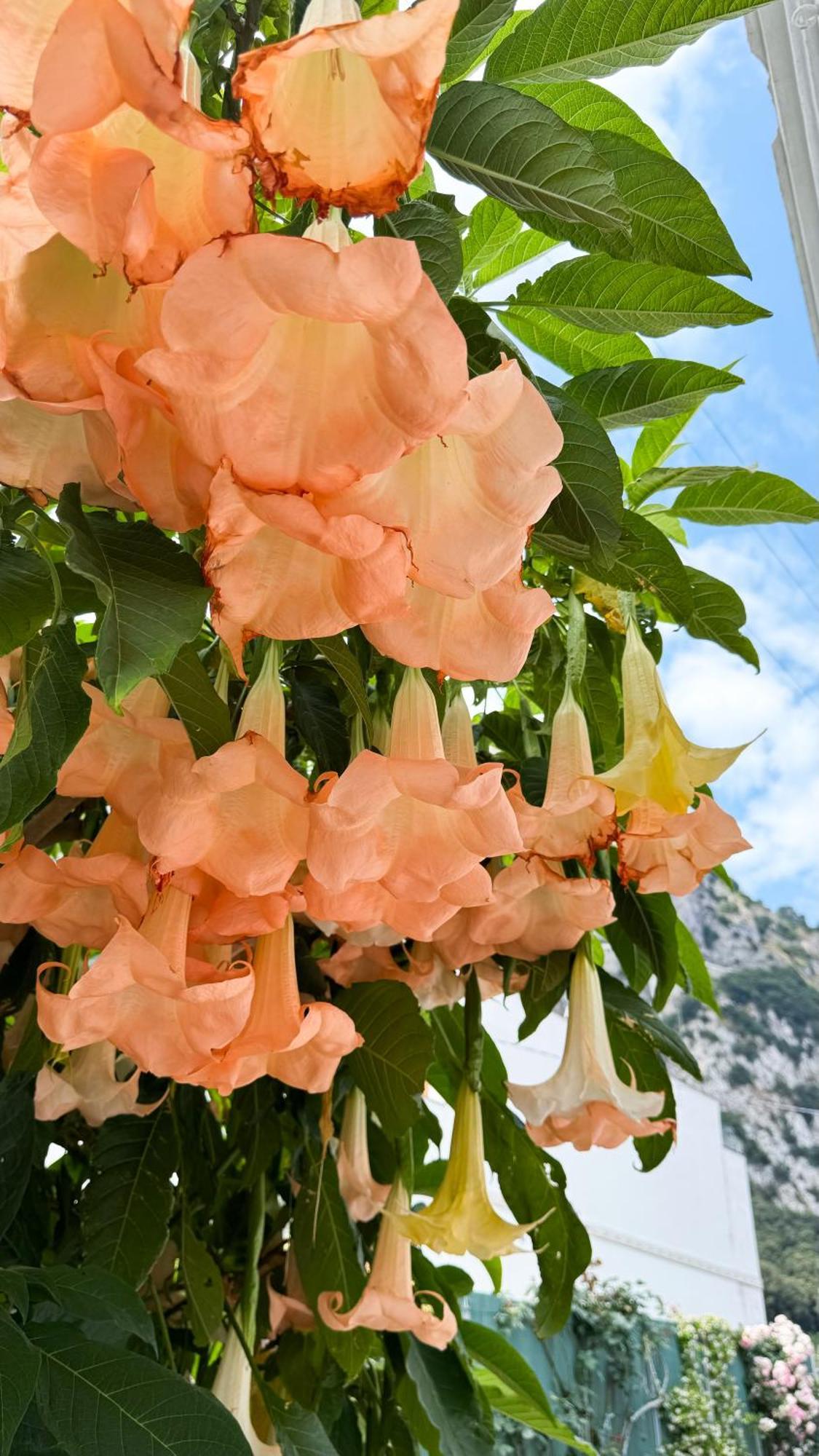 Il Cigno B&B Capri Exterior photo